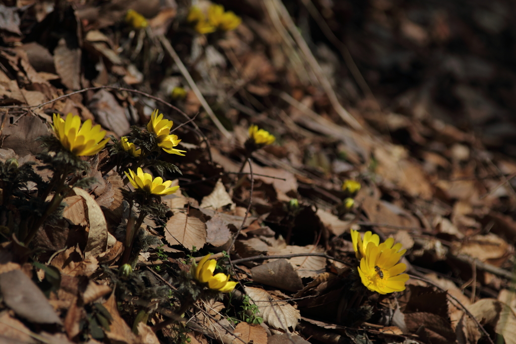 やっと咲いたね