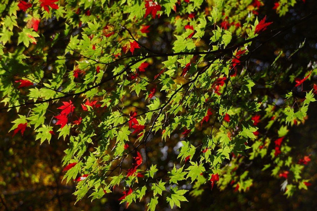 カエデ