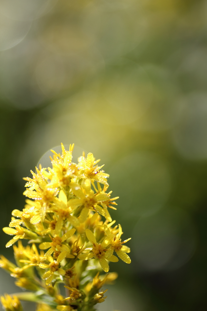 アキノキリンソウ