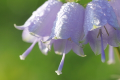 ツリガネニンジン