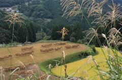 稲刈りが終わって
