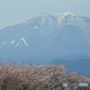 春霞