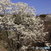 こぶし