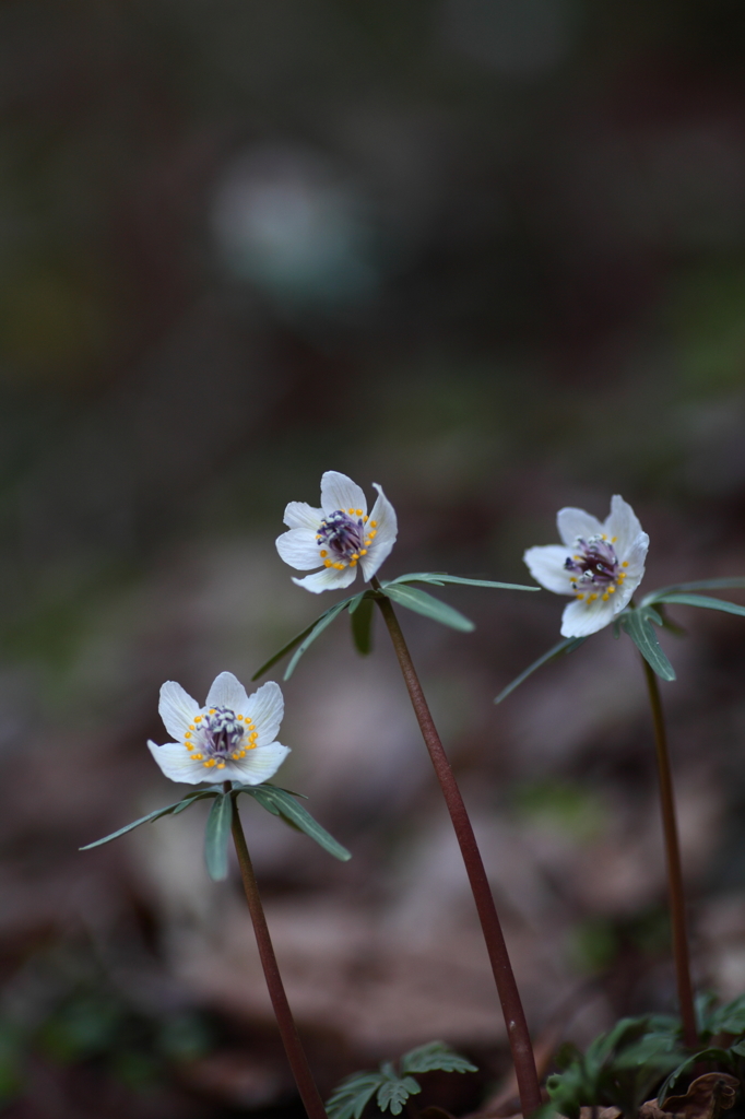 セツブンソウ2　三姉妹