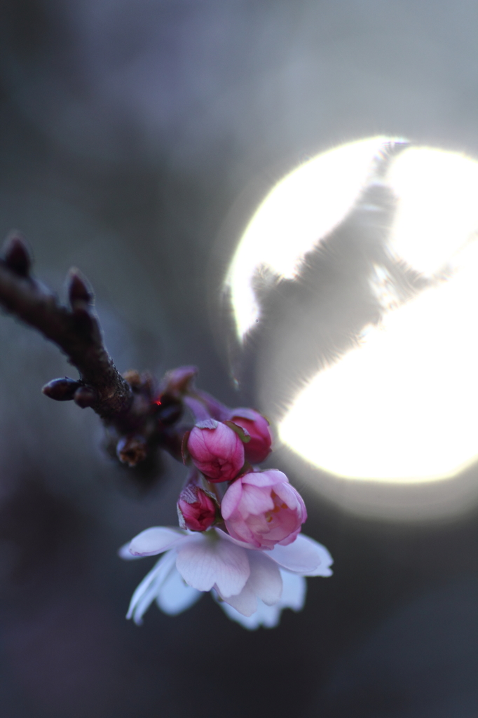 小さな春