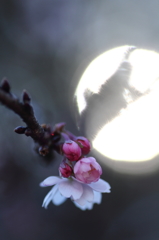 小さな春