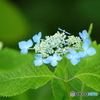 エゾアジサイ