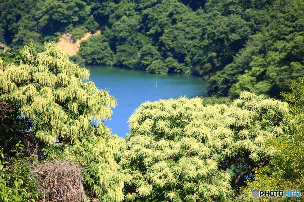 花栗