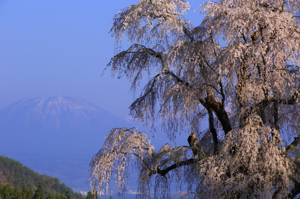 高山村桜情報　1