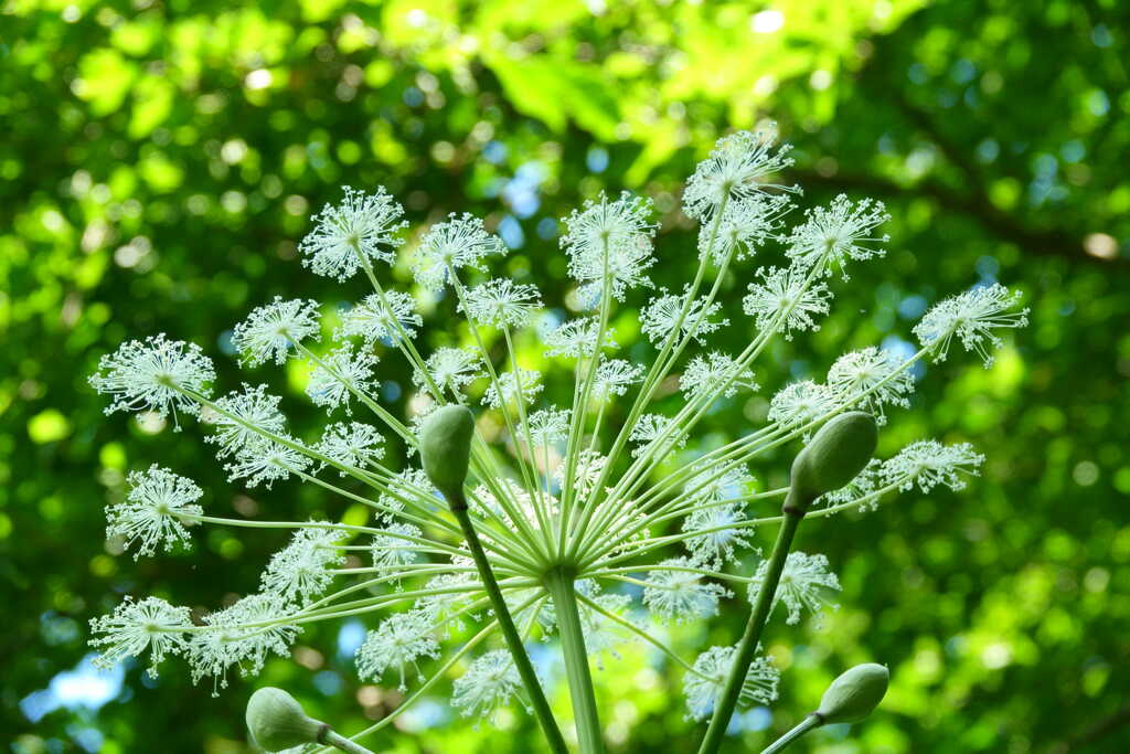 シシウド花火