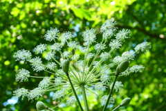 シシウド花火