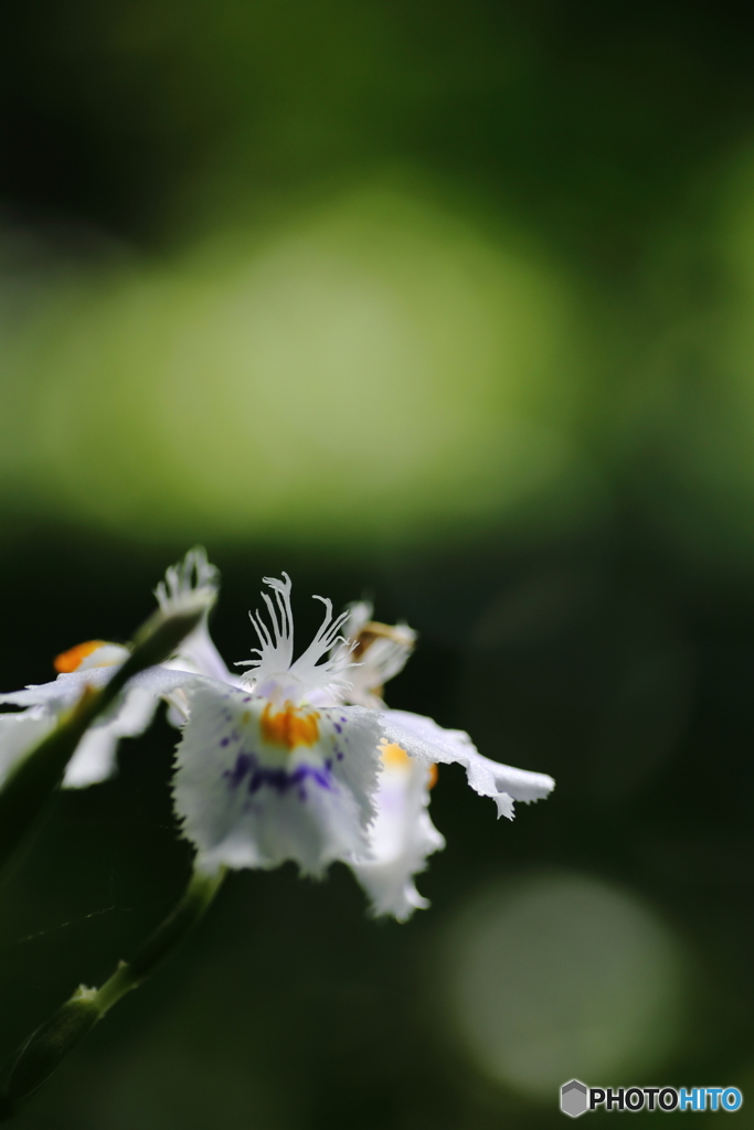 撮りたくなる花