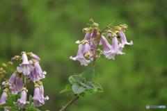 桐の花
