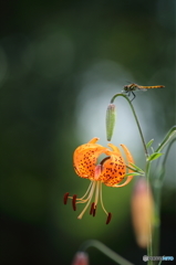 夏の花図鑑　２　コオニユリ