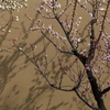 花影