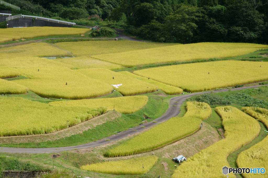 鷹の凧