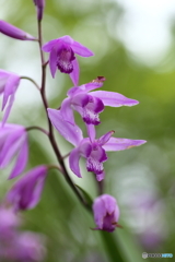 散歩の花　５
