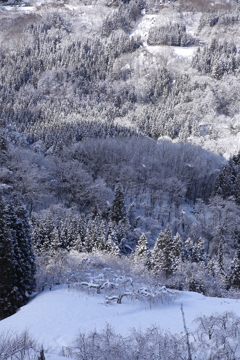 雪のりんご畑