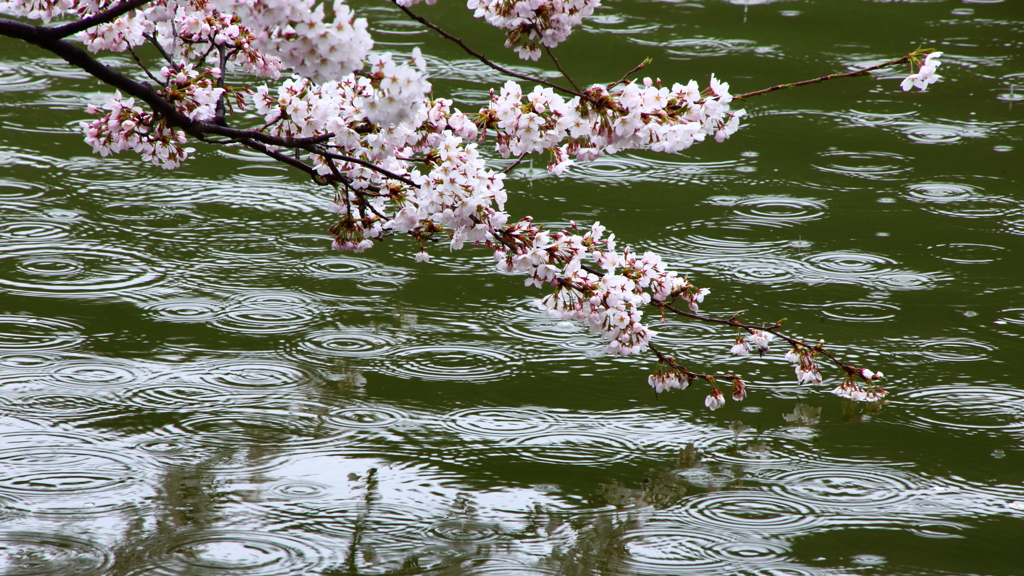 雨桜