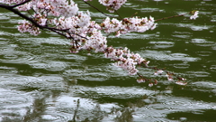 雨桜