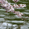 雨桜