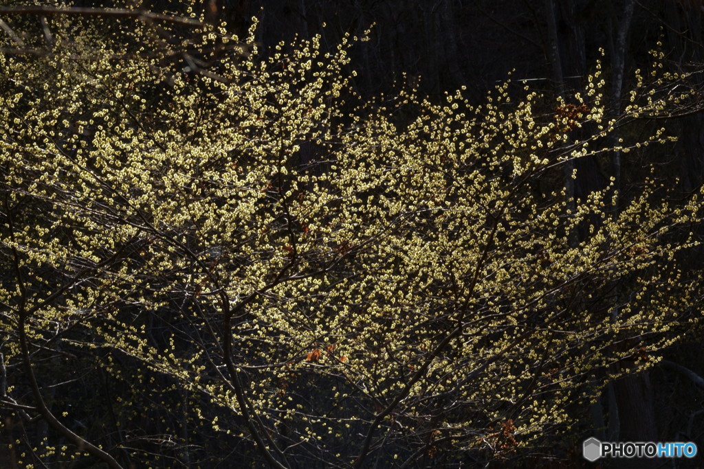 小さな花でも