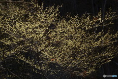 小さな花でも
