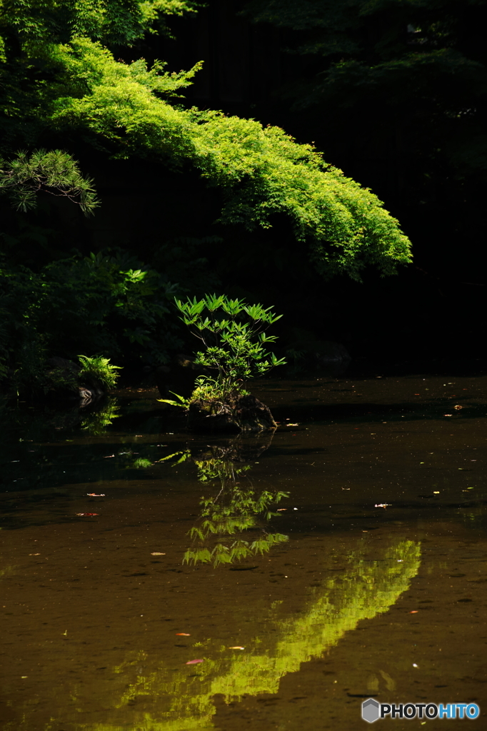 小石川後楽園２