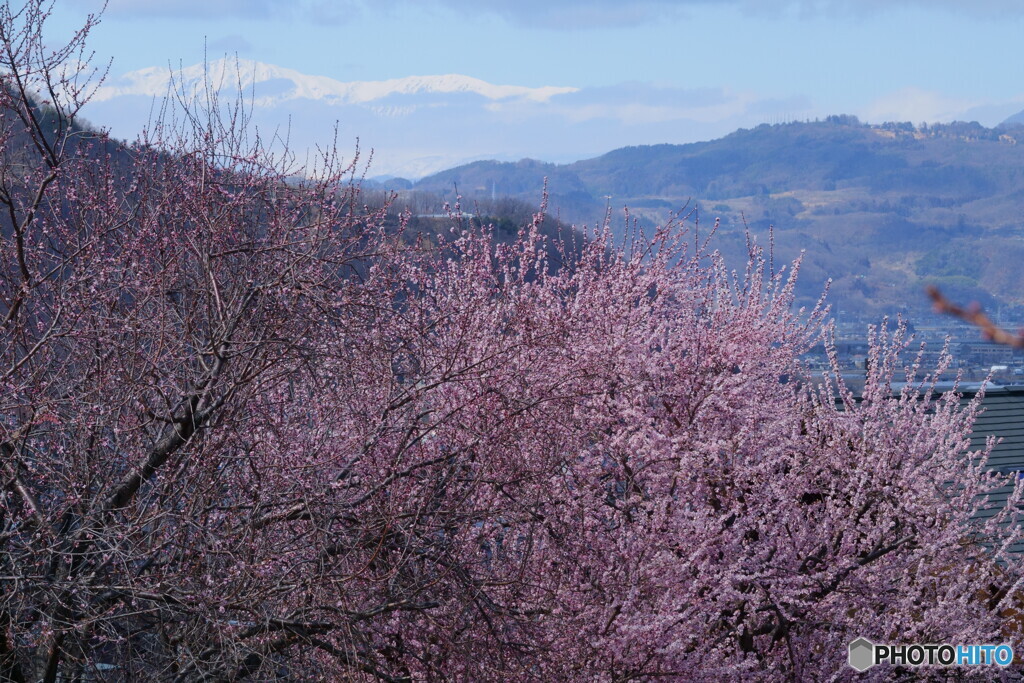 花から木へ