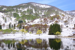 雪と新緑と