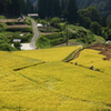 稲刈り2
