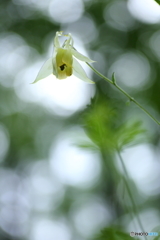 うつむく花