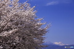 今年の桜