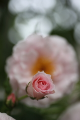 雨の日には薔薇でも撮ろうか　その2