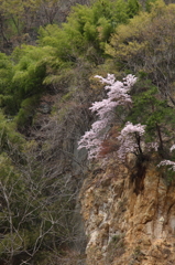 崖桜