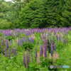 ルピナスの園