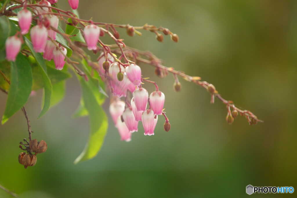 馬酔木の花
