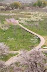 春の道