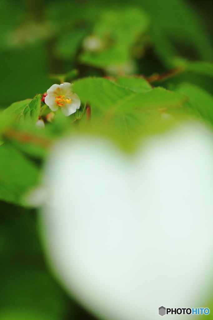 白い葉を持つ花