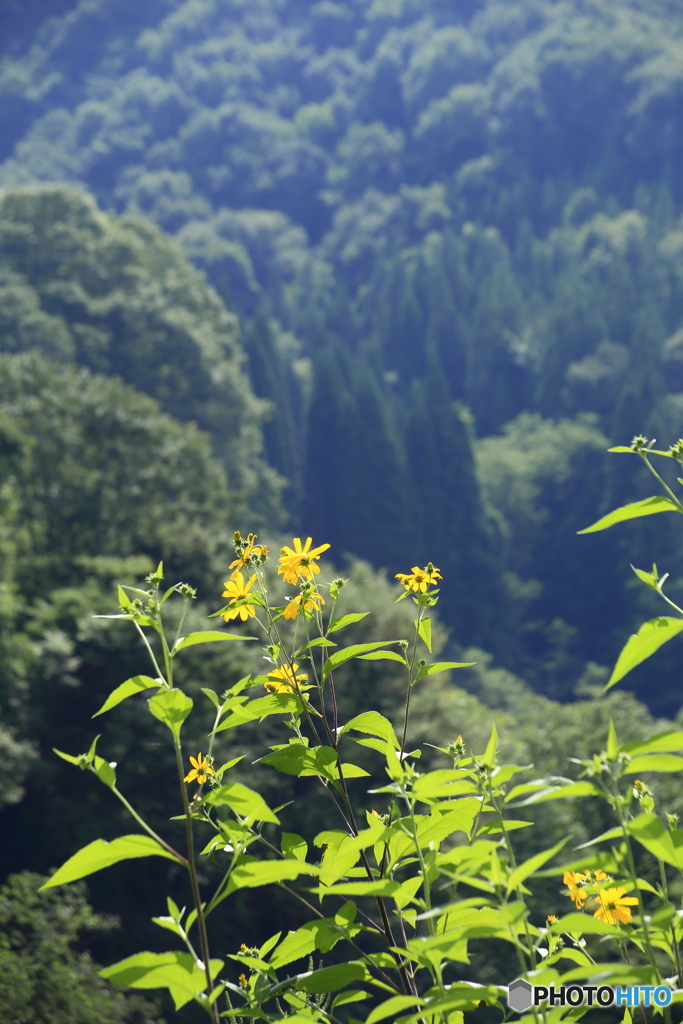 菊芋