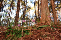 ショウジョウバカマが咲く森