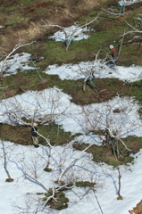 雪が溶けて