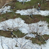 雪が溶けて
