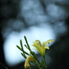 夕菅