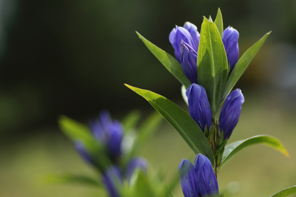 オヤマリンドウ