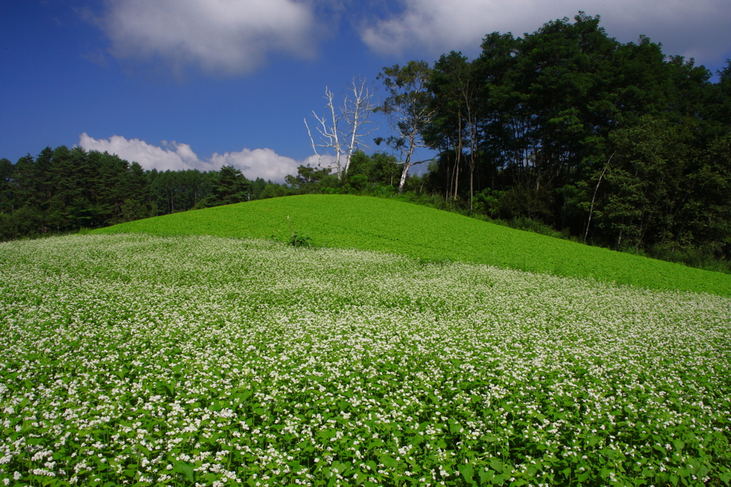 2色のそば畑