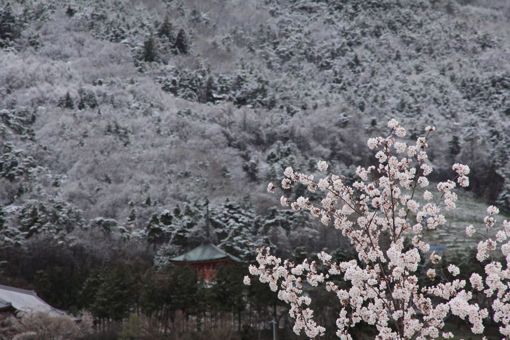 桜冬景色