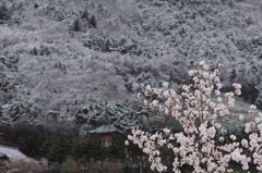 桜冬景色
