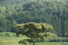 ねむの木一本