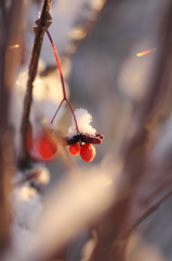 雪帽子